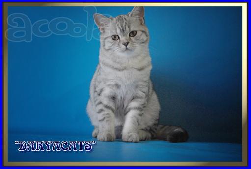 Шотландские котята в рисованных шубках