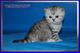 Шотландские котята из питомника Daryacats