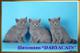Шотландские котята из питомника Daryacats