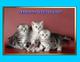 Шотландские котята из питомника Daryacats