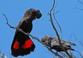Краснохвостый или траурный какаду  (Calyptorhynchus magnificus) - птенцы из питомников Европы