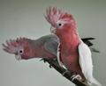 Розовый какаду ( Eolophus roseicapilla) - ручные птенцы из питомников Европы