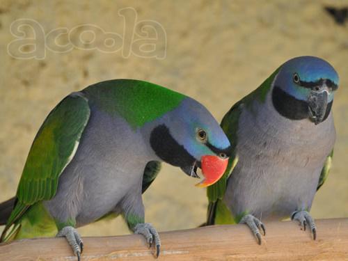 Китайский кольчатый попугай (Psittacula derbiana) - ручные 4- 5 мес. птенцы из питомников Европы
