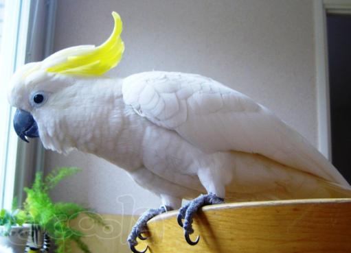 Желтохохлый какаду Элеоноры (Cacatua galerita eleonora) - ручные птенцы из питомников ФРГ