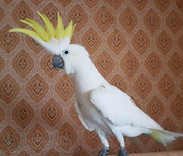 Желтохохлый какаду (cacatua galerita eleonora) ручные птенцы из питомников Европы