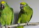Желтошейный амазон (Amazona auropalliata) птенцы из питомников Европы