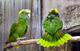 Желтошейный амазон (Amazona auropalliata) птенцы из питомников Европы