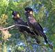 Желтоухий какаду (Calyptorhynchus funereus)   - ручные птенцы из питомников Европы