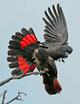 Краснохвостый или траурный какаду  (Calyptorhynchus magnificus) - птенцы из питомников Европы