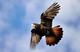 Краснохвостый или траурный какаду  (Calyptorhynchus magnificus) - птенцы из питомников Европы