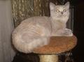 Клубные подрощенные котята питомника"sweettoy"