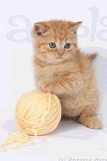 Клубные красные котята