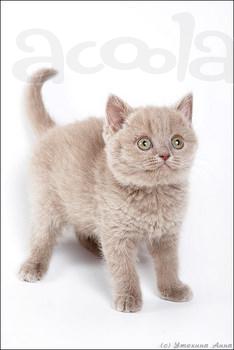 Клубные котята питомника"sweettoy"