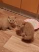 Клубные красные котята