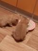 Клубные красные котята
