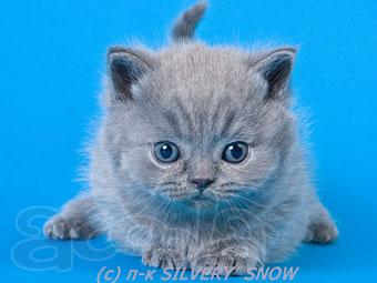 Голубые британские котята питомника SILVERYSNOW