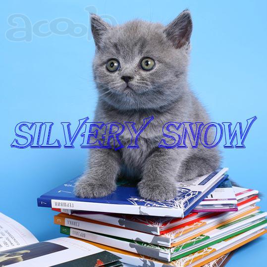 Голубые британские котята из питомника SILVERYSNOW