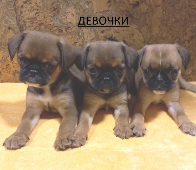 Уникальный микс Мопс + Кинг 1.5 мес