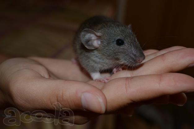 Продам Крысят мальчики и девочки.