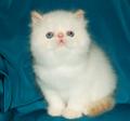 Персидский котик колор поинт