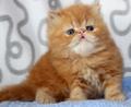 Персидский котик красный мрамор