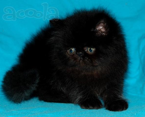 Персидский чёрный котик