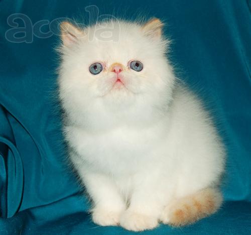 Персидский котик колор поинт