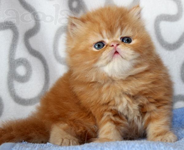 Персидский котик красный мрамор