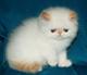 Персидский котик колор поинт