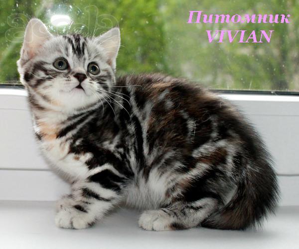 Британские котята мраморного окраса из питомника VIVIAN.