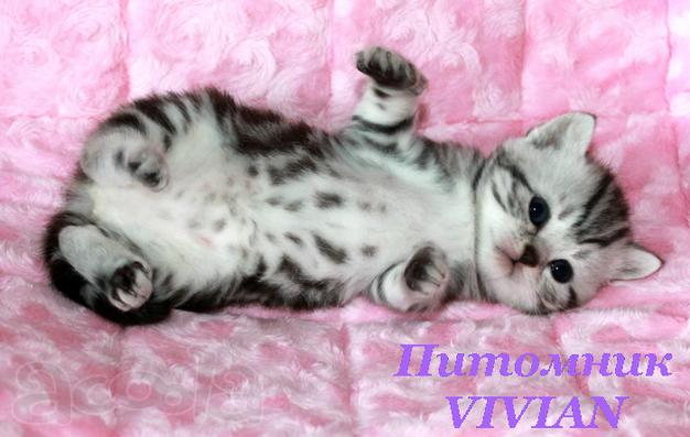 Британские мраморные котята из питомника VIVIAN.