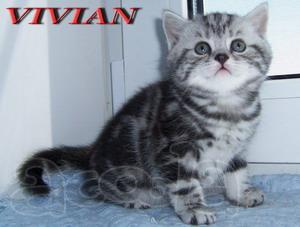  Британские мраморные котята из питомника VIVIAN.