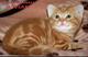 Британские котята мраморного окраса из питомника VIVIAN.
