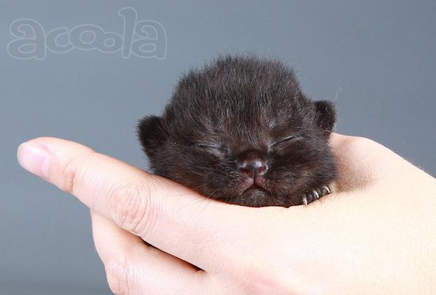 Стильные чёрные британские котята!