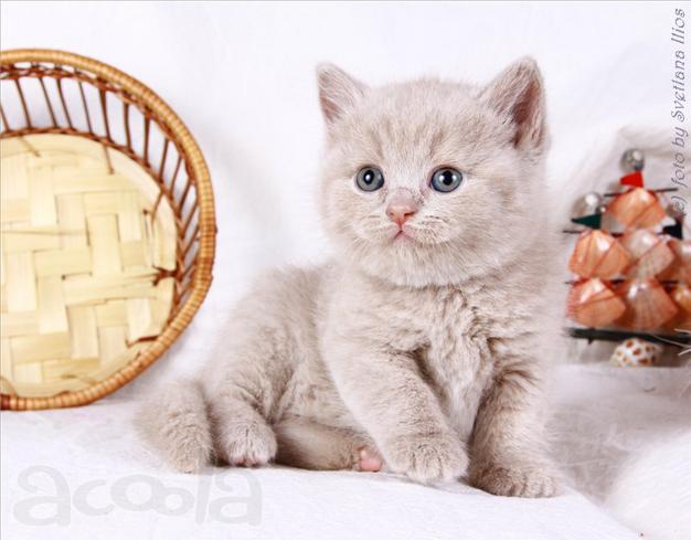 Британские котята редких окрасов