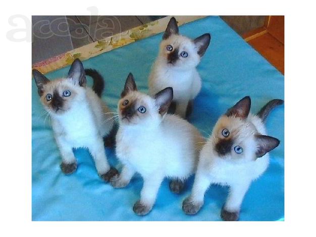 Клубные сиамские котята
