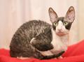 Корниш-рекс взрослый котик-компаньон