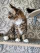 Мейн-кун кошечки. 3 мес.