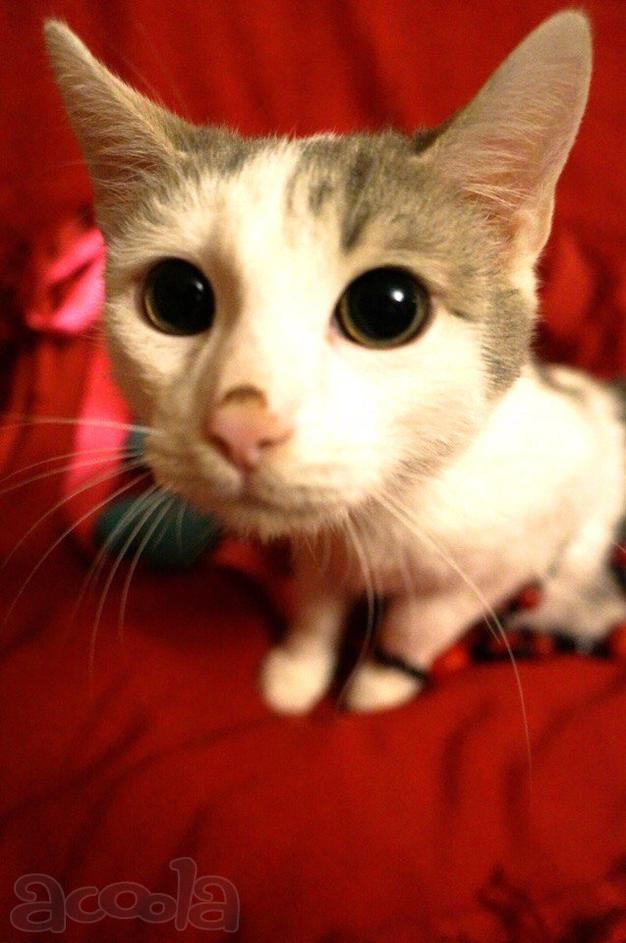 Очаровательный котик Боно ищет любящих хозяев!