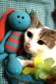 Очаровательный котик Боно ищет любящих хозяев!