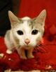 Очаровательный котик Боно ищет любящих хозяев!