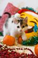Очаровательный малыш - белобрюхий, белолапый укротитель собак!