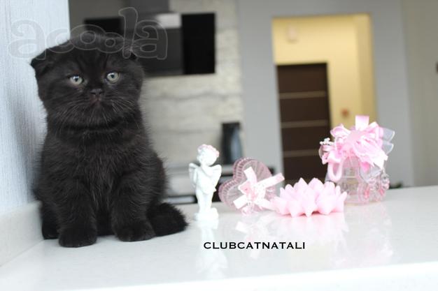 Продаются шотландские котята