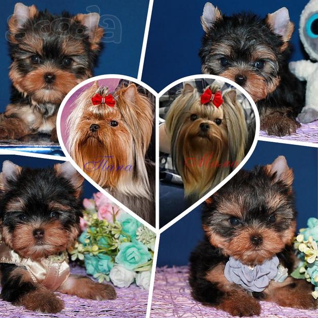 Щенки Йоркширского терьера. Девочки и мальчики.