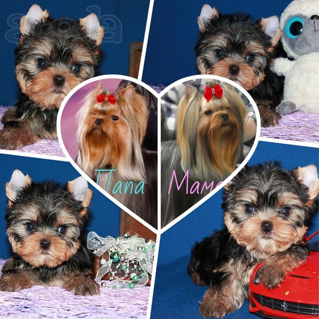 Трехмесячный мальчик Йоркширского терьера.