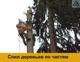 Спил деревьев в Красногорском округе, удаление пней, дробление веток
