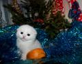 Шотландские котята фолды и страйты