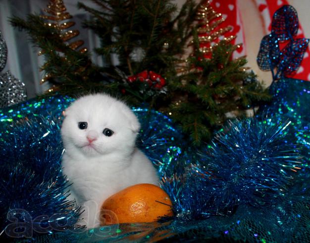 Шотландские котята фолды и страйты