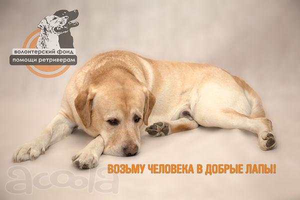 Лабрадоры и голдены в добрые руки
