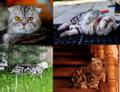 Шотландский кот приглашает на вязка
